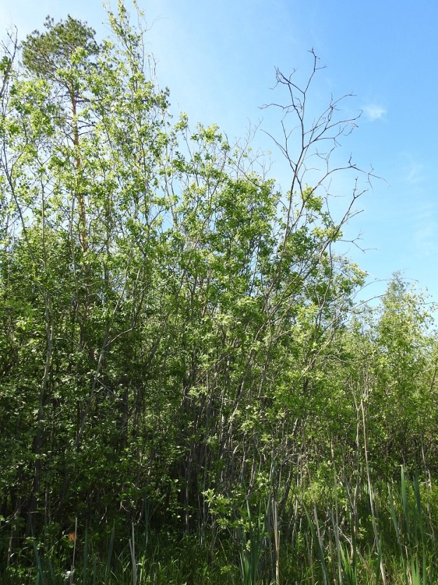 Salix cinerea - tuhkapaju on useimmiten 2-4 m korkea ja monivartinen pensas, joka voi muodostaa laajempiakin varsikkoja. Varret ja päähaarat ovat vankat ja edelleen haarajatkoisesti haarovat. Ne ovat haarojensa kanssa enimmäkseen pystyhköt tai yläviistot. EH, Hämeenlinna, Luolaja, Hattelmalanjärven lounaispuolinen rantaneva lintutornin lähellä, luonnonsuojelualue, 16.6.2026. Copyright Hannu Kämäräinen.