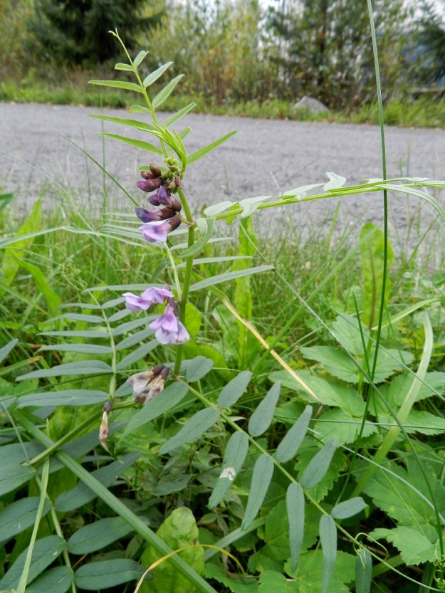 Vicia sepium subsp. montana - niittyaitovirna on monivuotinen, rennohko ja tavallisesti noin 30-60 cm pitkä ruoho, joka kykenee kunnolla kasvamaan pystyasennossa vain tukeutumalla lehtikärhillään muuhun kasvillisuuteen. Varret ovat hoikat ja haarattomat. Lehdet ovat parilehdykkäiset ja sijaitsevat varrella kierteisesti. Kuvan yksilön lehtien lehdykät ovat noin 3,8-5,0 kertaa leveyttään pitemmät. Harvinaisemmalla alalajilla, etelänaitovirnalla, subsp. sepium, vastaava suhde on pienempi kuin 2,7. EH, Hämeenlinna, Pullerinmäki, Mäkelän teollisuusalue, Takumäentien laide Tölkkimäentien risteyksen itäpuolella, 24.9.2011. Copyright Hannu Kämäräinen.