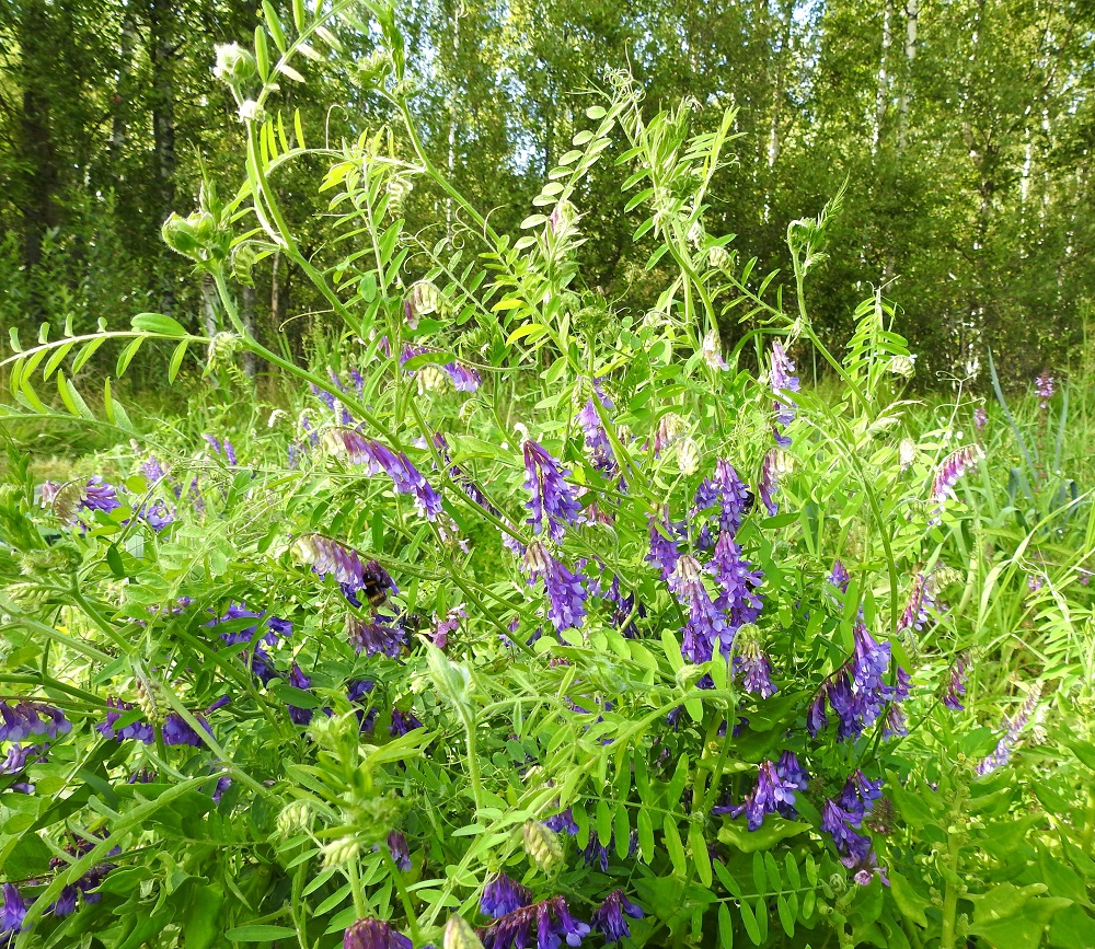 Vicia villosa - ruisvirna on yksi- tai kaksivuotinen, rento, kiipeilevä ja tavallisesti noin 30-150 cm pitkä ruoho. Juuristo on ohut, suikertava ja haarova muodostaen monivartisia kasvustoja. U, Vantaa, Korso, Vallinoja, Nykulla, peltoalue Savionojan länsipuolella, palstaviljelmien pohjoispuoli, ilmeisesti viljelykoealue, jossa rikkana, 19.8.2018. Koko kuvasarja on samalta kasvupaikalta. Copyright Hannu Kämäräinen.