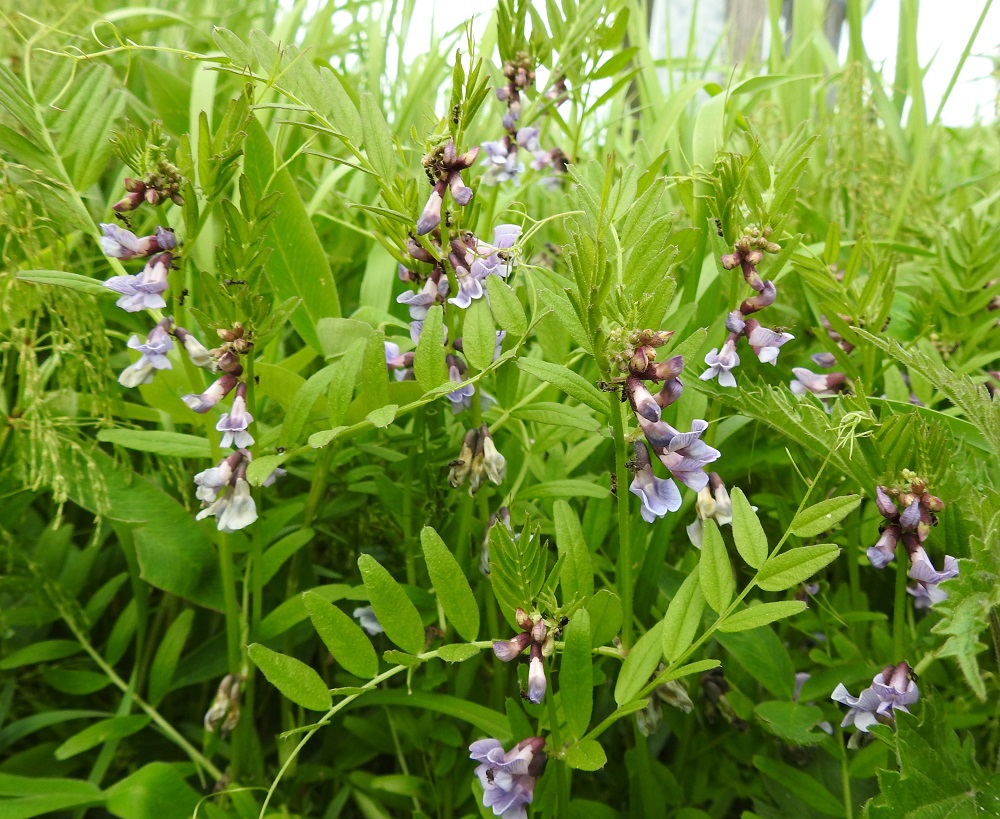Vicia sepium subsp. montana - niittyaitovirna sitoo kärhillään omat versonsa tiiviiksi ja kovaakin tuulta kestäväksi verkostoksi, jos lähistöllä ei kasva muunlajisia, tukevampia kasveja. Sen kukinnot ovat yleisväriltään tavallisesti vaaleammat kuin etelänaitovirnalla. Kuvan versojen lehdissä lehdyköiden pituus/leveys -suhde on noin 3,0-3,9. Vaikka niin sanottu normaali kukinta-aika onkin kesä-, heinä- ja elokuu, lajin kukinta alkaa aikaisena keväänä etelässä jo toukokuun puolella ja jatkuu niitettävillä tienlaiteilla ja pientareilla syyskuuhun ja jopa lokakuuhun saakka, kuten kuvasarjan päiväyksistäkin on nähtävissä. EH, Hämeenlinna, Pullerinmäki, Mäkelän teollisuusalue, Tölkkimäentien ja Pietiläntien kulmaus, tienlaitaruohikko, 3.6.2023. Copyright Hannu Kämäräinen.