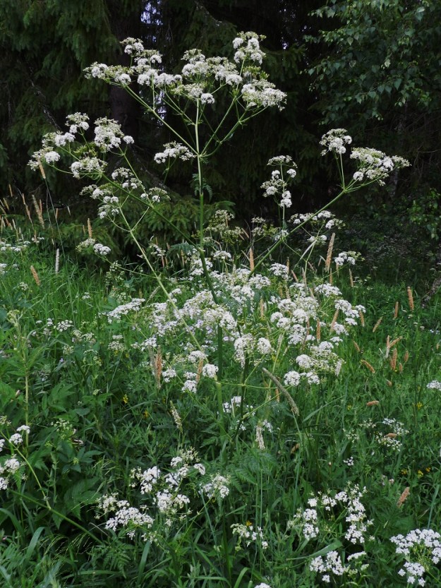 Anthriscus sylvestris - koiranputki on useimmiten noin 50-150 cm korkea. Varsi on yläosastaan haarova. Lajia pidetään usein joutavana ja arvottomana joka paikan rikkakasvina. Kuitenkin sen lisäksi, että se on kukkiessaan kaunis, se soveltuu hyvin juurista kukintoihin asti monenlaiseen ravintokäyttöön. Maultaan koiranputki kilpailee aika tasaväkisesti viljellyn sukulaisensa maustekirvelin, A. cerefolium, kanssa. Lajin runsasta ja tuoksuvaa mesitarjontaa arvostavat myös monenlaiset hyönteiset kärpäsistä tarhamehiläisiin saakka. EH, Hämeenlinna, Loimalahti, Hirsimäki, Näsiäntien laitaniittykaista, 12.6.2011. Copyright Hannu Kämäräinen.