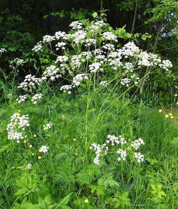 Anthriscus sylvestris - koiranputki on useimmiten noin 50-150 cm korkea. Varsi on yläosastaan haarova. Lajia pidetään usein joutavana ja arvottomana joka paikan rikkakasvina. Kuitenkin sen lisäksi, että se on kukkiessaan kaunis, se soveltuu hyvin juurista kukintoihin asti monenlaiseen ravintokäyttöön. Maultaan koiranputki kilpailee aika tasaväkisesti viljellyn sukulaisensa maustekirvelin, A. cerefolium, kanssa. Lajin runsasta ja tuoksuvaa mesitarjontaa arvostavat myös monenlaiset hyönteiset kärpäsistä tarhamehiläisiin saakka. Kuvassa tyvellä on kukintaansa vasta aloitteleva (lehto)vuohenputki, Aegopodium podagraria. EH, Hämeenlinna, Loimalahti, Hirsimäki, Näsiäntien laitaruohikkokaista, 21.6.2026. Copyright Hannu Kämäräinen.