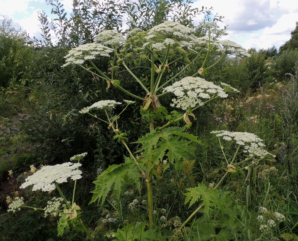 Heracleum mantegazzianum - kaukasianjättiputken varsi on hyvin tukeva, alaosastaan yleensä noin 50-100 mm paksu, ontto ja yläosastaan haarova. Kukinto on varren ja haarojen kärjessä oleva, lähes tasalakinen tai hieman kupera kerrannaissarja, joka on kehitysvaiheestakin riippuen läpimitaltaan useimmiten noin 25-60 cm. Normaali kukinta-aika on kesäkuun loppupuolelta syyskuulle. 14.7.2016. Copyright Hannu Kämäräinen.