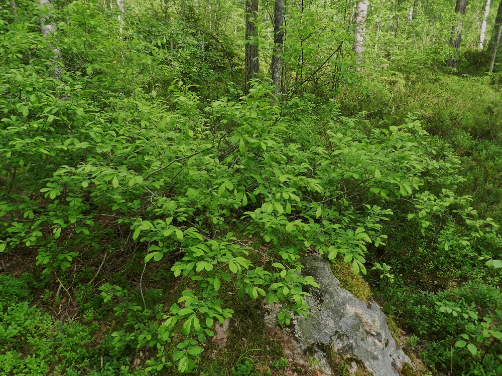 Salix aurita - virpapaju voi levittäytyä myös matalana, vailla paksumpia päävarsia ja haaroja kasvavana, vaikeakulkuisena pensaikkona. 4.7.2012. Copyright Hannu Kämäräinen.