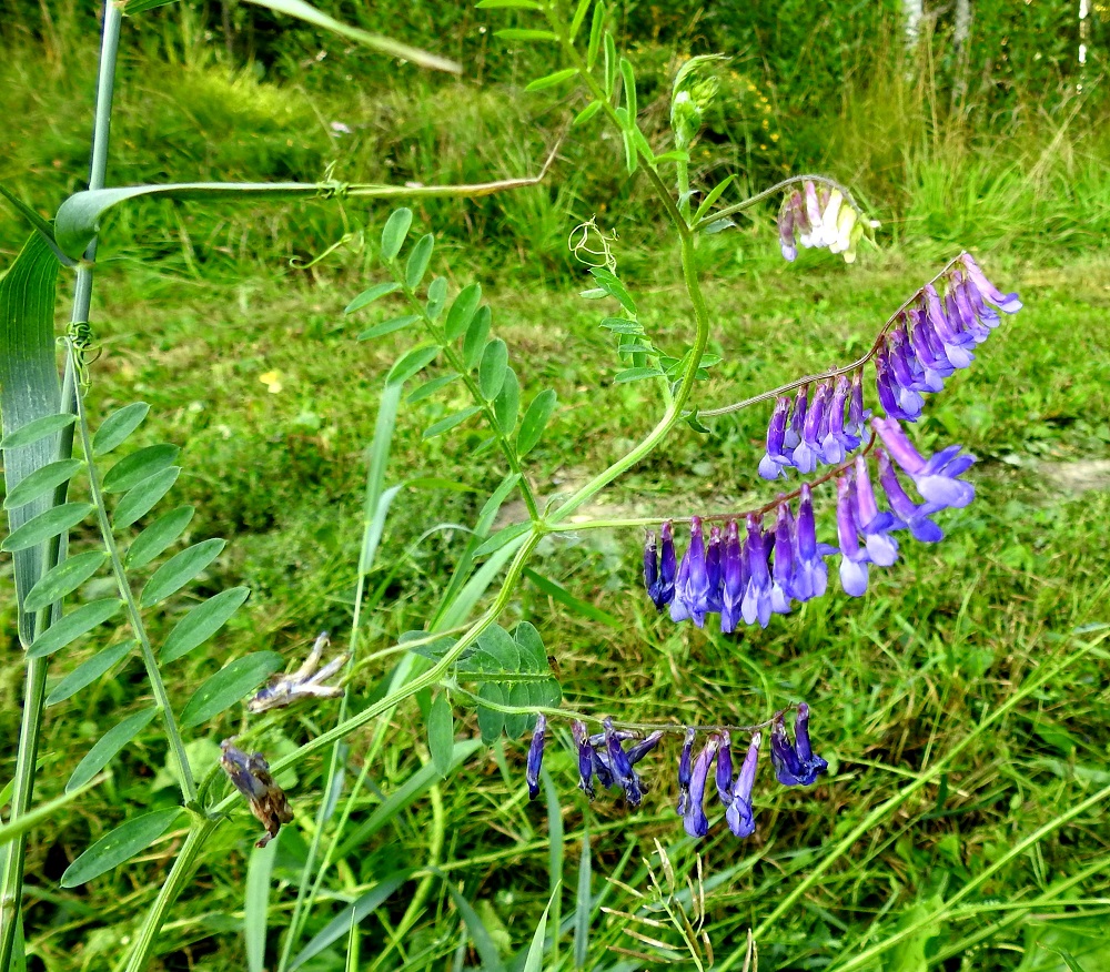 Vicia villosa - ruisvirnan lehdet ovat varrella kierteisesti. Versot tukevat rennot vartensa lehtien kärjessä olevalla kärhellä ympäröiviin kasveihin ja kiipeävät kohti valoa. 19.8.2018. Copyright Hannu Kämäräinen.