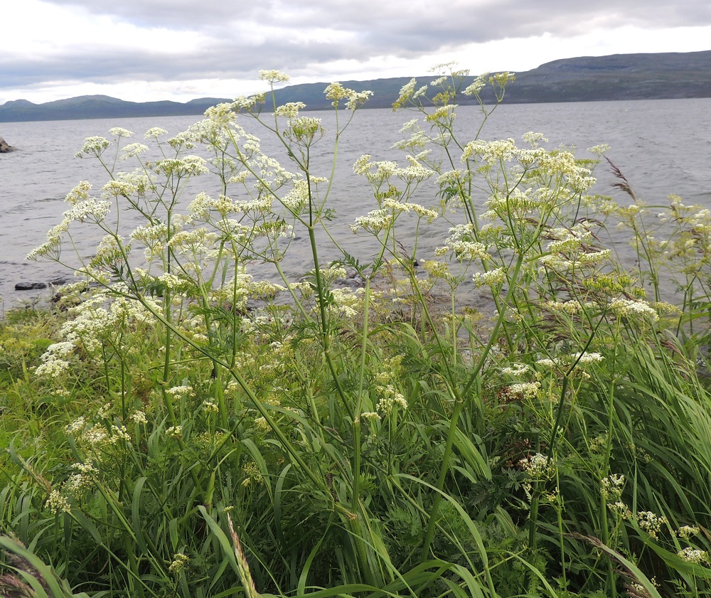 Anthriscus sylvestris - koiranputken kukinto on varren ja haarojen kärjessä oleva ja lähes tasalakinen tai hieman kupera kerrannaissarja. Yhdessä yksilössä riittää yksittäisiä, pikkuruisia kukkia tuhatmäärin. Samaan aikaan kun varhaisemmat kukat ovat jo saavuttaneet hedelmäasteen, haaroihin puhkeaa yhä uusia kukintosarjoja. EnL, Enontekiö, Kilpisjärvi, Kilpisjärven ranta Retkeilykeskuksen kohdalla, n. 475 m mpy, 16.7.2013. Copyright Hannu Kämäräinen.