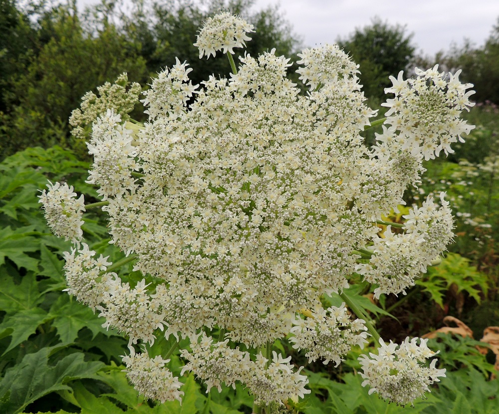 Heracleum mantegazzianum - kaukasianjättiputken kukinnon pääsarja on niin lautasmaisen tiivis, että vain sen ulkoreunalla on nähtävillä erillisiä pikkusarjoja. Kukat ovat valkoteriöiset. 29.6.2013. Copyright Hannu Kämäräinen.