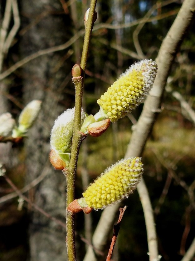 Salix aurita - virpapajun silmut ovat pääosin oksansa suuntaiset, lähinnä munamaiset, tylpät, yleensä puna- tai kellanruskeat ja lyhytkarvaiset - kaljut. Silmusuomu on yhdiskasvuinen, huppumainen, uusien vuosikasvainten ja lehtien osalta noin 2-3 mm pitkä sekä kukintonorkkojen osalta noin 3-5 mm pitkä. Kehittyvistä hedenorkoista näkyvät aluksi vain pyöreät ja keltaiset heteiden ponnet. 16.5.2026. Copyright Hannu Kämäräinen.