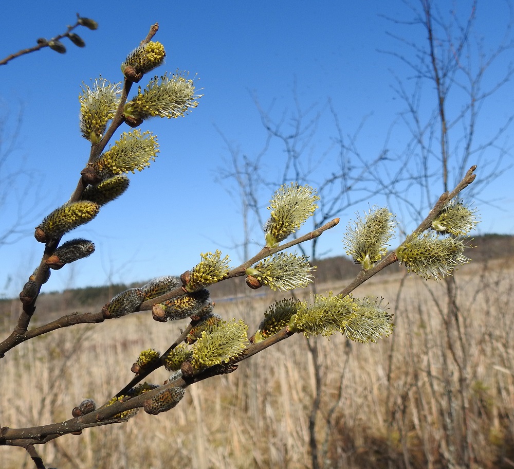 Salix cinerea - tuhkapaju, kuten muutkin pajut, on hyönteispölytteinen ja kaksikotinen. Se kukkii huhti-toukokuussa. Kukinnot ovat yksineuvoisia, eli hede- ja emikukat ovat eri kukinnoissa ja yksilöissä. Kukinnot ovat perättömiä tai lyhytperäisiä, kukkiessaan soikeahkoja ja pystyhköjä tai yläviistoja norkkoja, jotka ovat edellisen vuoden vuosikasvaimissa kierteisesti. Hedenorkot ovat tavallisesti noin 20-40 mm pitkät ja heteineen noin 10-17 mm leveät. EH, Hämeenlinna, Luolaja, Hattelmalanjärven lounaispuolinen rantaneva lintutornin lähellä, luonnonsuojelualue, 29.4.2026. Copyright Hannu Kämäräinen.