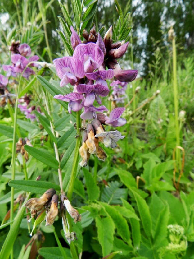 Vicia sepium subsp. montana - niittyaitovirnan kukinto on toispuolinen terttu, joka sijaitsee verson latva-alueen lehtihangoissa. Siinä on yleensä kahdesta viiteen kukkaa. Tertun perä on hyvin lyhyt ja enintään noin 5 mm pitkä. Latvassa tertut ovat aluksi niin lähekkäin, että ne voivat näyttää yhdeltä hyvin monikukkaiselta tertulta. Terttukukinto on tavallisesti noin 2-3,5 cm pitkä ja noin 1,5-2,5 cm leveä. Niittyaitovirnan kukinto voi olla ainakin aluksi myös punertavan sinipunainen. Kuvan versolla lehdykät ovat noin 3,0-5,0 kertaa leveyttään pitemmät. EH, Hämeenlinna, Vuorentaka, Rääpiälä, Marssitien laita peltoalueen reunassa, Nukarintien risteyksen kaakkoispuolella, 11.6.2012. Copyright Hannu Kämäräinen.