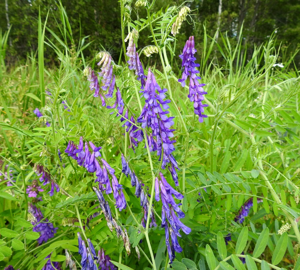 Vicia villosa - ruisvirnan kukinto on usein pitkäperäinen, tiheä ja toispuolinen terttu, joka sijaitsee verson yläosan lehtihangoissa. Se on kukkiessaan tavallisesti noin 4-9 cm pitkä ja noin 2-2,5 cm leveä. Normaali kukinta-aika yltää kesäkuulta syyskuulle. 19.8.2018. Copyright Hannu Kämäräinen.