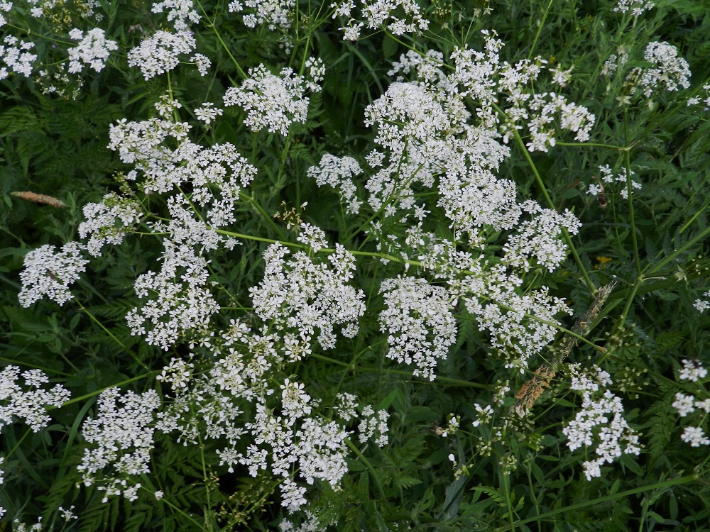 Anthriscus sylvestris - koiranputken pää- eli kerrannaissarjat ovat kehitysvaiheestakin riippuen läpimitaltaan useimmiten noin 4-9 cm. Normaali kukinta-aika on toukokuun lopulta heinäkuulle. EH, Hämeenlinna, Loimalahti, Hirsimäki, Näsiäntien laitaniittykaista, 12.6.2011. Copyright Hannu Kämäräinen.