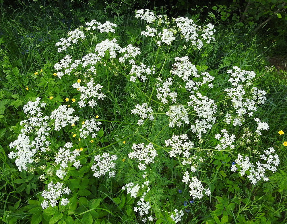 Anthriscus sylvestris - koiranputken pää- eli kerrannaissarjat ovat kehitysvaiheestakin riippuen läpimitaltaan useimmiten noin 4-9 cm. Normaali kukinta-aika on toukokuun lopulta heinäkuulle. EH, Hämeenlinna, Loimalahti, Hirsimäki, Näsiäntien laitaruohikkokaista, 21.6.2026. Copyright Hannu Kämäräinen.