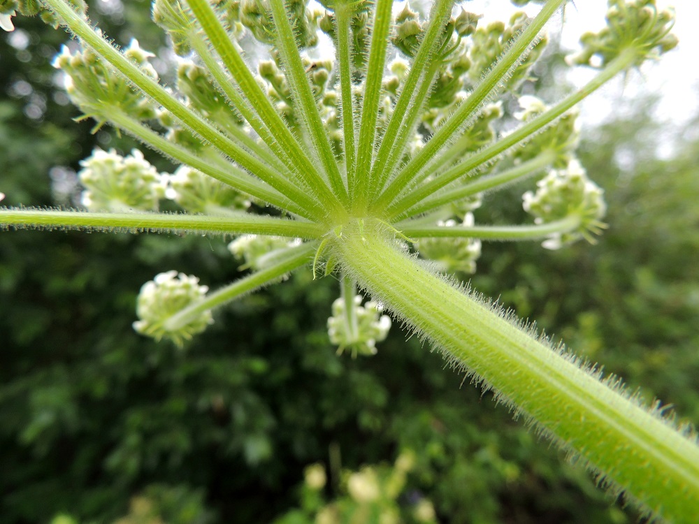 Heracleum mantegazzianum - kaukasianjättiputken pääsarjassa on yleensä 10-18 suojuslehteä, jotka ovat riippuvat, suikeahkot tai lähes tasasoukat, karvaiset ja noin 5-20 mm pitkät sekä leveimmältä kohtaa noin 1-3 mm leveät ja kukinnan aikana karisevat. 29.6.2013. Copyright Hannu Kämäräinen.