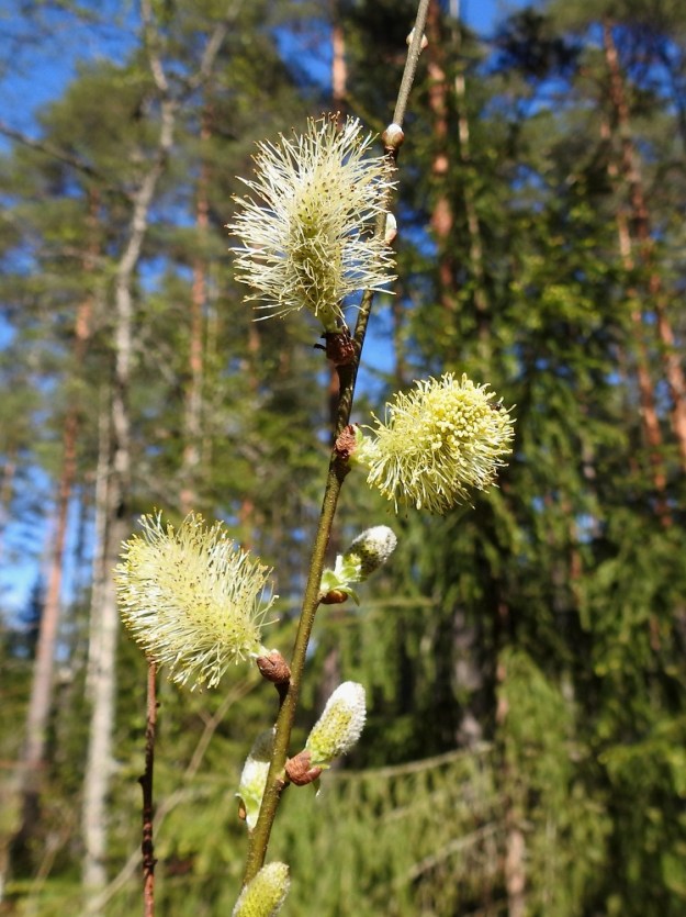 Salix aurita - virpapaju on pajujen tapaan hyönteispölytteinen ja kaksikotinen. Se kukkii touko-kesäkuussa. Kukinnot ovat yksineuvoisia, eli hede- ja emikukat ovat eri kukinnoissa ja yksilöissä. Kukinnot ovat perättömiä tai lyhytperäisiä, kukkiessaan soikeahkoja ja pystyhköjä - siirottavia norkkoja, jotka ovat edellisen vuoden vuosikasvaimissa kierteisesti. Hedenorkot ovat tavallisesti noin 20-35 mm pitkät ja heteineen noin 15-20 mm leveät. 16.5.2026. Copyright Hannu Kämäräinen.