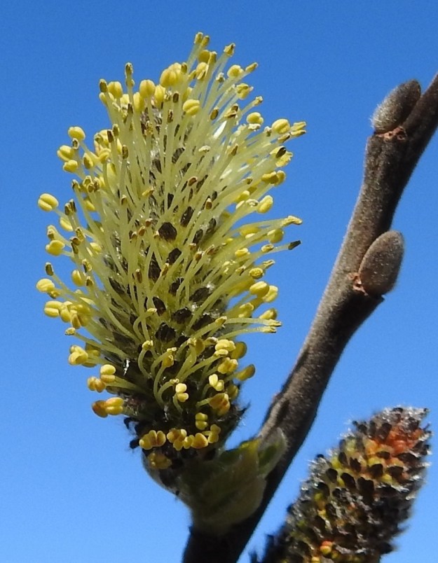 Salix cinerea - tuhkapajun norkkosuomut ovat lähinnä kielimäiset, suippo- tai tylppäkärkiset ja yläosastaan tummanruskeat tai mustat sekä pitkän ja vaalean hapsikarvaiset. Ne ovat noin 1,5-3,5 mm pitkät ja noin 0,5-1 mm leveät. Hede- ja emikukat ovat kehättömät, mesinystyiset ja sijaitsevat norkkosuomujen hangassa. Heteitä on kaksi. Palhot ovat valkoiset, tyviosastaan karvaiset ja kukinnan aikaan noin 4-5 mm pitkät. Pyöreähköt ponnet ovat keltaiset. Silmut ovat lähinnä munamaiset, tylpät, puna- tai tummanruskeat ja tiheästi nukkamaisen lyhytkarvaiset. Silmusuomu on yhdiskasvuinen, huppumainen ja uusien vuosikasvainten ja lehtien osalta noin 3-4 mm pitkä sekä kukintonorkkojen osalta noin 5-7 mm pitkä. EH, Hämeenlinna, Luolaja, Hattelmalanjärven lounaispuolinen rantaneva lintutornin lähellä, luonnonsuojelualue, 29.4.2026. Copyright Hannu Kämäräinen.