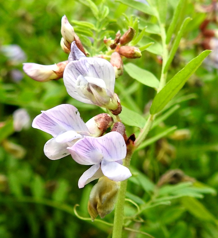 Vicia sepium subsp. montana - niittyaitovirnan teriö on tavallisesti noin 12-15 mm pitkä. Teriöt ovat toisinaan hyvin vaaleita ja suonitusta lukuun ottamatta melkein valkoisia ja harvoin aivan valkoisia. Oheinen kuvasarjakin osoittaa, että pelkästään teriön värin perusteella ei aitovirnan alalajia pysty määrittämään. Alalaji pitäisi aina varmistaa lehdyköiden pituuden ja leveyden suhteella, joka kuvan kasvuston osalta on noin 3,0-3,3. EH, Hämeenlinna, Keinusaari, Vanajaveden itäranta heti Viipurintien sillan luoteispuolella, 16.6.2020. Copyright Hannu Kämäräinen.