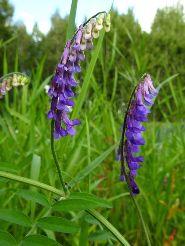 Vicia villosa - ruisvirnan teriö on aluksi nupussa kellertävä, avautuessaan punavoittoisen sinipunainen, pian tummenevan sinipunainen ja pölytyksen jälkeen lopulta lähes sininen. Kukintoperä on noin 1,5-12 cm pitkä. 19.8.2018. Copyright Hannu Kämäräinen.