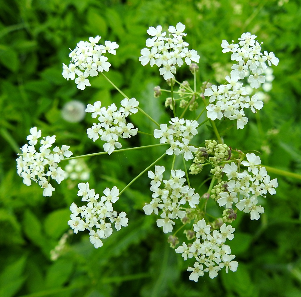 Anthriscus sylvestris - koiranputken pääsarjassa on yleensä noin 7-15 pikkusarjaa. Ne ovat pääsarjan tavoin lähes tasalakisia tai hieman kuperia, kukkiessaan yleisväriltään valkoisia ja läpimitaltaan noin 10-15 mm. EH, Hämeenlinna, Voutila, Myllyoja, Ainontien pään editse vievän kevytväylän laitaniitty Myllyojan länsipuolella, 31.5.2026. Copyright Hannu Kämäräinen.