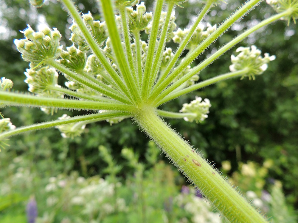 Heracleum mantegazzianum - kaukasianjättiputken pääsarja voi toisinaan olla jo alkujaankin suojuslehdetön. Pääsarjaperä ja pikkusarjojen perät ovat uurteiset, ja niissä on harvakseen - tiheästi hoikkia, nuijamaisia nystykarvoja ja niitä pitempiä, suoria tai hieman kähäriä nystyttömiä karvoja. 29.6.2013. Copyright Hannu Kämäräinen.