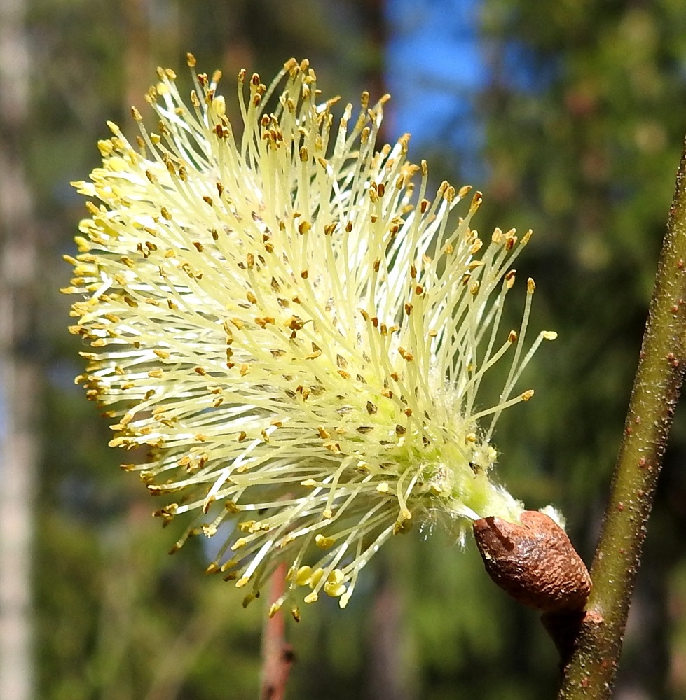 Salix aurita - virpapajun hede- ja emikukat ovat kehättömät, mesinystyiset ja sijaitsevat norkkosuomujen hangassa. Heteitä on kaksi. Palhot ovat valkoiset, kaljut tai tyviosastaan karvaiset ja kukinnan aikaan noin 5-8 mm pitkät. 16.5.2026. Copyright Hannu Kämäräinen.