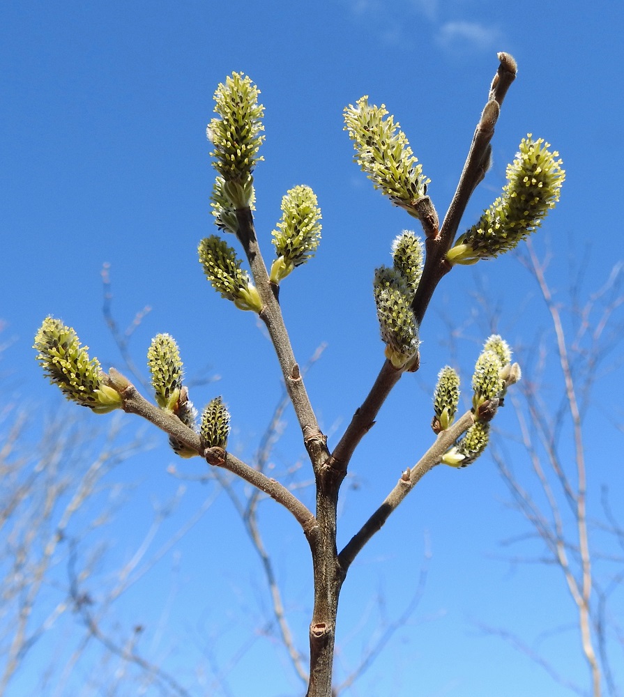 Salix cinerea - tuhkapajun eminorkot ovat kukkiessaan useimmiten noin 10-30 mm pitkät ja noin 7-12 mm leveät. Nuoret oksat ja edellisen vuoden vuosikasvaimet ovat tummanharmaat tai ruskehtavasävyiset sekä tiheästi lyhyen, nukkamaisen ja harmaan karvoituksen peittämät. EH, Hämeenlinna, Luolaja, Hattelmalanjärven lounaispuolinen rantaneva lintutornin lähellä, luonnonsuojelualue, 29.4.2026. Copyright Hannu Kämäräinen.