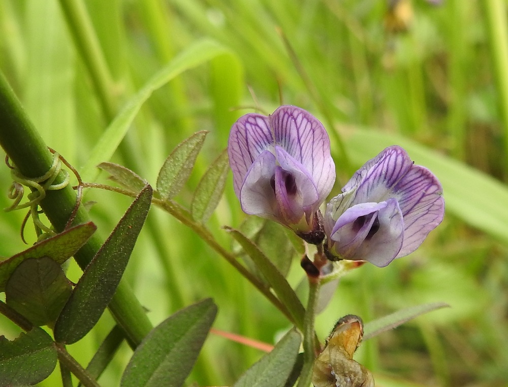 Vicia sepium subsp. montana - niittyaitovirnan teriö on vastakohtainen ja perhomainen. Kukan viisi terälehteä ovat keskenään hyvin erinäköiset ja erikoistuneet omiin tehtäviinsä täysin sulkeutuneen nielun ympärillä. Teriön näkyvin ja kookkain terälehti on purje, jonka suonet ovat pohjaväriä tummemmat. Sen kärkiosa on leveä, tylppäpäinen, lovikärkinen ja usein laidoiltaan taakse päin kaartuva sekä noin 9-11 mm leveä. Teriön sivuilla on siiviksi kutsuttu terälehtipari. Alimpana teriössä on venho, joka muodostuu kahdesta terälehdestä, jotka ovat kapenevasta tyviosastaan yhdiskasvuisia ja kärkiosastaan tiiviisti limittäin muodostaen venemäisen kaukalon. Venhon kärkiosa on jyrkästi ylöspäin kaartuva. EH, Hämeenlinna, Majalahti, Louhoksentien laide metsän reunassa, 2.6.2026. Copyright Hannu Kämäräinen.