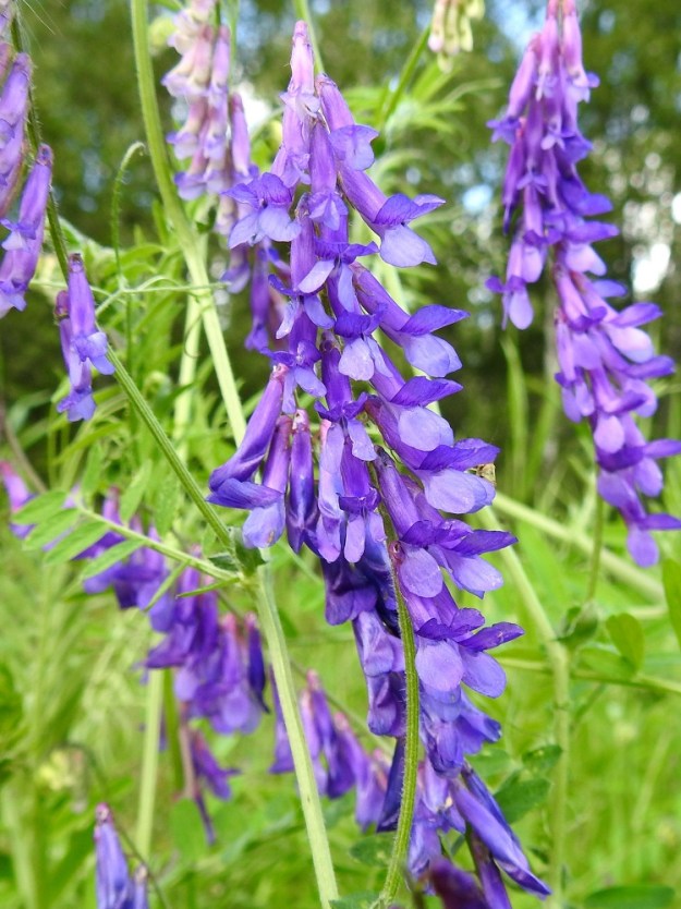 Vicia villosa - ruisvirnan kukintotertussa on kuvassa olevalla nimialalajilla, peltoruisvirnalla, yleensä noin 20-30 kukkaa ja toisella alalajilla, myllyruisvirnalla, noin 5-15 kukkaa. 19.8.2018. Copyright Hannu Kämäräinen.