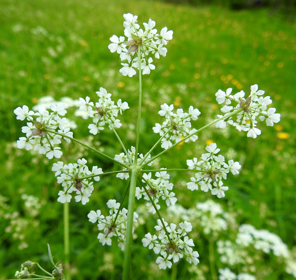 Anthriscus sylvestris - koiranputken pääsarja on lähes aina suojukseton. Joskus voi kehittyä yksi tai kaksi suojuslehteä, jotka karisevat varhain. Pikkusarjojen perä on melkein suora tai ylöspäin kaareva, sileähkö, kalju ja kukintavaiheessa noin 1-4 cm pitkä pituuden vaihdellessa samassakin sarjassa. EH, Hämeenlinna, Voutila, Myllyoja, Ainontien pään editse vievän kevytväylän laitaniitty Myllyojan länsipuolella, 31.5.2026. Copyright Hannu Kämäräinen.