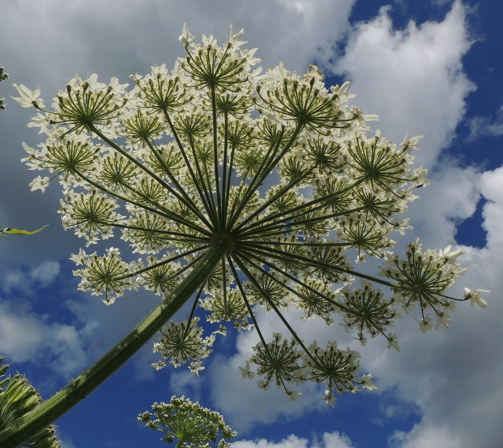 Heracleum mantegazzianum - kaukasianjättiputken pääsarjassa on yleensä noin 40-100 pikkusarjaa, jotka ovat läpimitaltaan noin 30-40 mm. Niiden perä on suora tai ylöspäin kaareva ja noin 5-30 cm pitkä pituuden vaihdellessa samassa sarjassa. 14.7.2016. Copyright Hannu Kämäräinen.