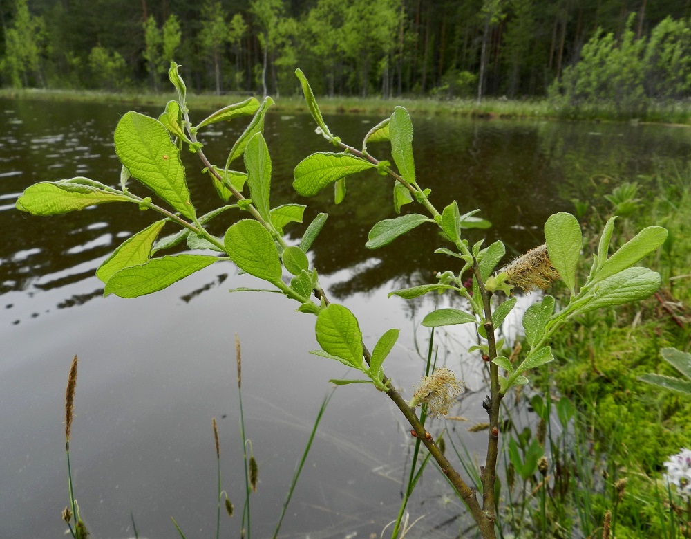 Salix aurita - virpapajun jotkin hedenorkot saattavat viipyillä oksissa vielä täydessä lehtivaiheessakin. Tehtävänsä hoitaneet heteet riippuvat rentoina kimppuina norkoista, kunnes viimeinenkin hedenorkko tipahtaa kokonaisena oksastaan. EH, Hämeenlinna, Pullerinmäki, Viisari, Kahtoilammen luoteispään rantaneva, 1.6.2012. Copyright Hannu Kämäräinen.