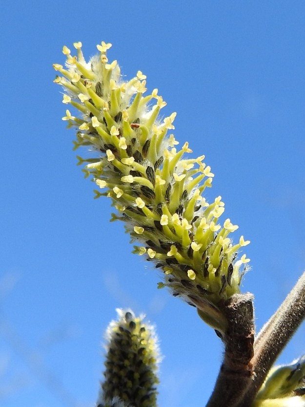 Salix cinerea - tuhkapajun eminorkon kukassa on noin 1-1,5 mm pitkä perä, jonka päässä on noin 3-4 mm pitkä, kapea, kärkeä kohti suippeneva ja tiheäkarvainen sikiäin. Sen kärjessä on vain noin 0,1-0,4 mm pitkä vartalo ja kaksi yleensä vaaleankeltaista, noin 0,2-0,6 mm pitkää ja ehyttä tai kärjestään halkoista luottia. EH, Hämeenlinna, Luolaja, Hattelmalanjärven lounaispuolinen rantaneva lintutornin lähellä, luonnonsuojelualue, 29.4.2026. Copyright Hannu Kämäräinen.