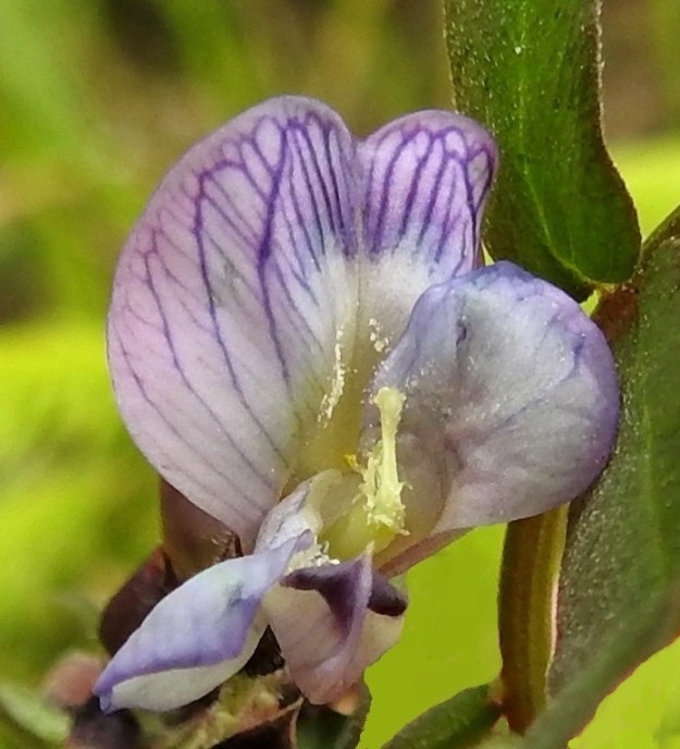 Vicia sepium subsp. montana - niittyaitovirnan teriön siivet ovat kärkiosastaan soikeahkot, pyöreäpäiset, noin 3-4 mm leveät ja tyviosastaan kapenevat. Venho pitää emiön ja hetiön tiiviisti sisällään ja vain painavat pistiäiset kykenevät painamaan sen alas päästäkseen nielun mesilähteelle samalla pölyttäen kukan. Kuvausta varten teriö on avattu sormella. Kuvassa alimpana näkyvän venhon kärkiosan ulkoreunoilla on molemmin puolin pieni levikesiiveke, joka on muuta venhoa tummempi. EH, Hämeenlinna, Majalahti, Louhoksentien laide metsän reunassa, 2.6.2026. Copyright Hannu Kämäräinen.