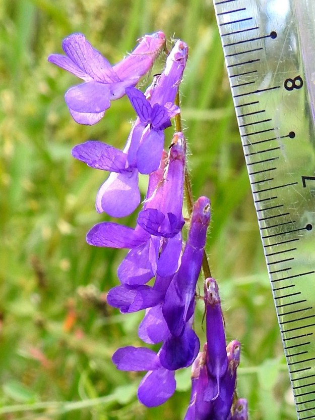 Vicia villosa - ruisvirnan teriö on tavallisesti noin 13-17 mm pitkä. Hernekasvien teriö on vastakohtainen, ja sitä kutsutaan perhomaiseksi. Kukan viisi terälehteä ovat keskenään hyvin erinäköiset ja erikoistuneet omiin tehtäviinsä täysin sulkeutuneen nielun ja kokonaan peittoon jäävien heteiden ja emin ympärillä. Ruisvirnan näkyvin ja kookkain terälehti on purje, jonka suonet ovat pohjaväriä tummemmat. Purje nimensä mukaisesti kaartuu leveänä ylöspäin. Sen kärkiosa on tylppäpäinen, lovikärkinen ja usein laidoiltaan taakse päin kaartuva. Purje on suorana noin teriön mittainen, ja sen kärkiosa eli lapa on noin 6-7 mm leveä. 19.8.2018. Copyright Hannu Kämäräinen.