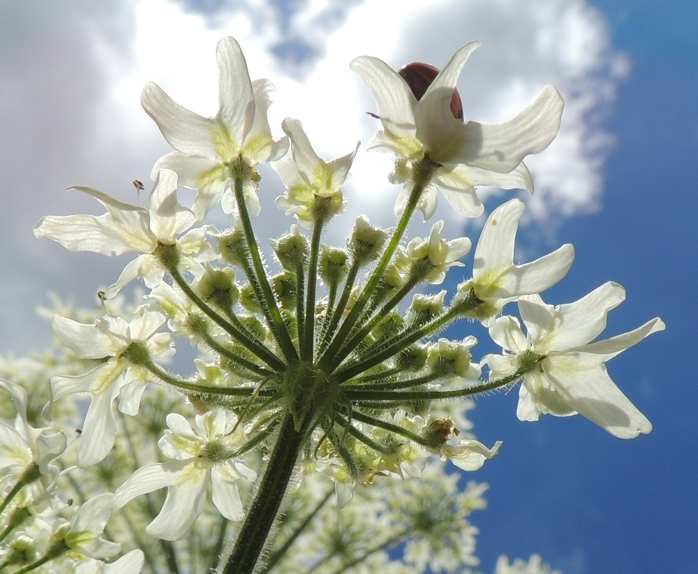Heracleum mantegazzianum - kaukasianjättiputken pikkusarjojen tyvellä on 10-18 tasasoukkaa, karvaista suojuslehteä, jotka ovat useimmiten noin 7-15 mm pitkiä ja leveimmältä kohtaa noin 0,5-1,3 mm leveitä sekä pysyviä. Pikkusarjassa on yleensä noin 30-70 kukkaa. Kukkaperä on samassa pikkusarjassa vaihdellen noin 5-15 mm pitkä ja pikkusarjaperän tavoin karvainen. Sikiäimen sisältävä kukkapohjus on tiheästi nystykarvainen. Verholehdet ovat hammasmaiset ja noin 0,5-1 mm pitkät. 14.7.2016. Copyright Hannu Kämäräinen.