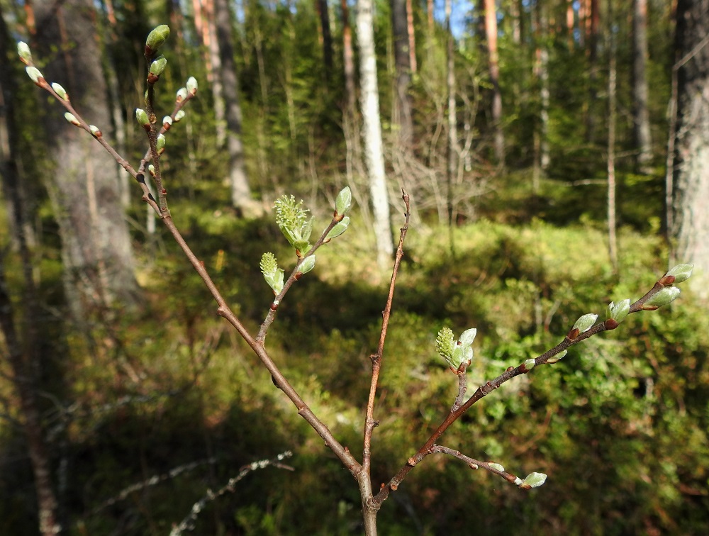 Salix aurita - virpapajun nuoret oksat ja edellisen vuoden vuosikasvaimet ovat punaruskeat tai edellisen kuvan tavoin vihertävänruskeat ja ohuet. Kuvan oksassa eminorkot ovat ehtineet kukkaan vain hieman ennen lehtiä. Uusien vuosikasvainten lehtituppaat ovat työntyneet jo esille silmusuomujensa alta. 16.5.2026. Copyright Hannu Kämäräinen.