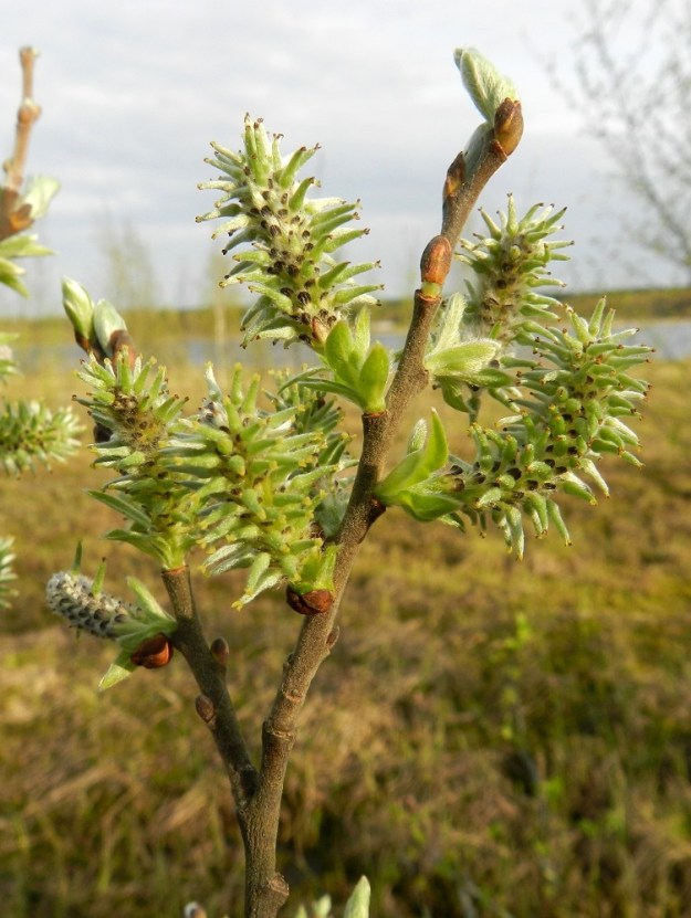 Salix cinerea - tuhkapajun edellisen vuoden vuosikasvaimet ovat jäykät ja paksuhkot. Vielä kun emikukat ovat jo kehittymässä kotavaiheeseen, lehdet ovat vasta kurkistelemassa silmusuomujensa takaa. Norkon tyvellä tai perässä on tavallisesti kolmesta seitsemään lehteä, jotka kukintavaiheessa ovat suikeahkot tai kapeanpuikeat, silkkikarvaiset sekä yleensä noin 4-10 mm pitkät ja noin 2-3 mm leveät. Hedelmävaiheisissa eminorkoissa ne ovat kasvaneet jo suuremmiksi. EH, Hämeenlinna, Luolaja, Hattelmalanjärven pohjoisrannan nevasaareke, jonka ojanne erottaa rannasta, luonnonsuojelualue, 16.5.2012. Copyright Hannu Kämäräinen.