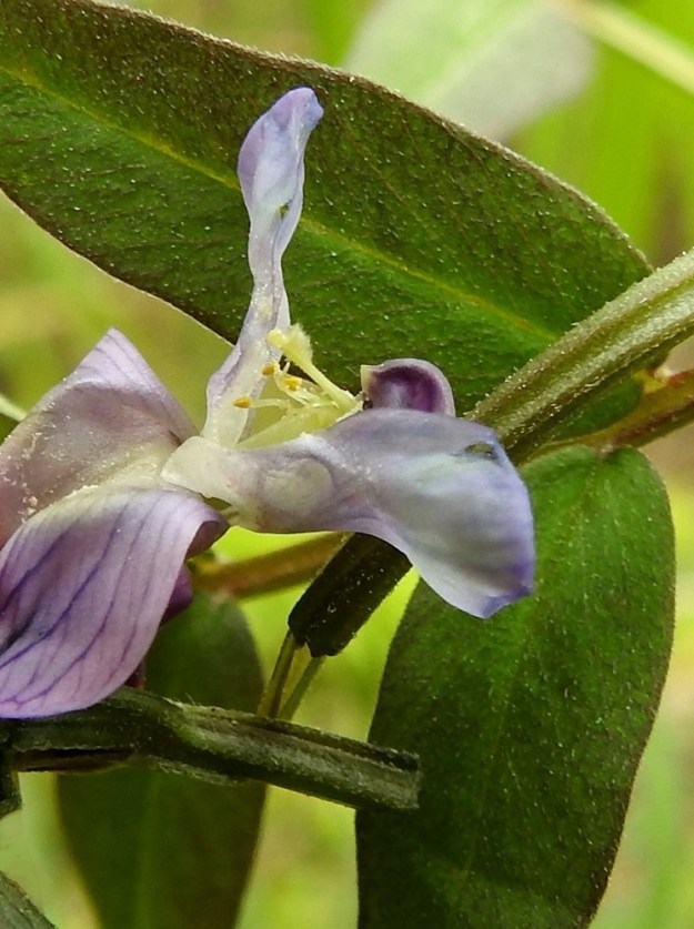Vicia sepium subsp. montana - niittyaitovirnan kukassa on kymmenen hedettä, joiden tyviosa on yhteenkasvanut kehänpäällisen sikiäimen ja emin vartalon ympärille. Hedekokonaisuuden vapaat kärkiosat ovat eripituiset. Ponnet ovat keltaiset tai kellanruskehtavat ja pitkulaiset. Emi on yksivartaloinen ja -luottinen. Vartalon kärkiosa taipuu jyrkästi ylöspäin ja on enemmän tai vähemmän karvainen. Sen kärjessä, lähes huomaamattoman luotin alapuolella on karvainen lisäke. EH, Hämeenlinna, Majalahti, Louhoksentien laide metsän reunassa, 2.6.2026. Copyright Hannu Kämäräinen.
