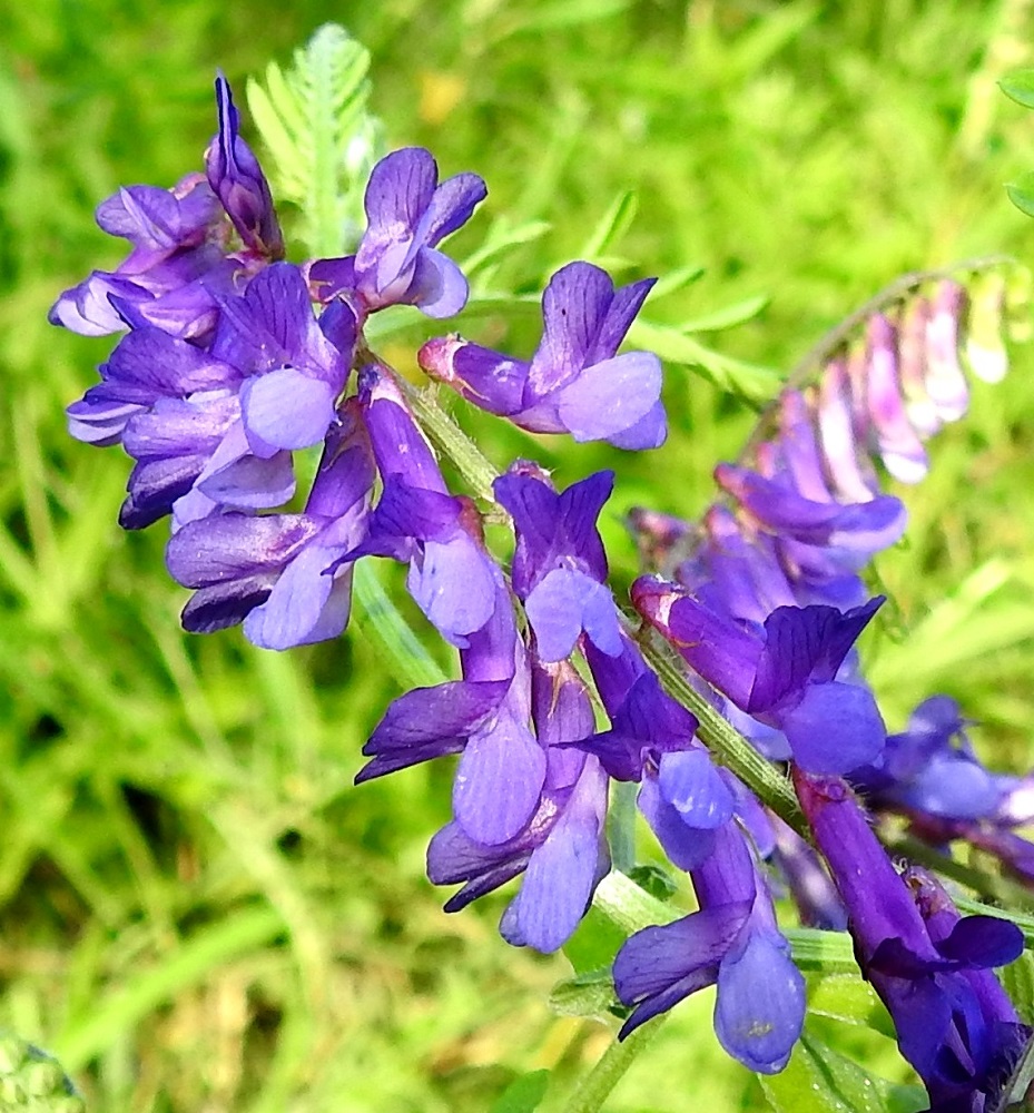 Vicia villosa - ruisvirnan teriön sivuilla on siiviksi kutsuttu terälehtipari, jonka lehdet ovat kärkiosastaan kapean soikeahkot, pyöreäpäiset, noin 3-3,5 mm leveät ja purjeen kanssa samansävyiset tai vaaleammat. Alimpana teriössä on venho, joka muodostuu kahdesta terälehdestä, jotka ovat kapenevasta tyviosastaan yhdiskasvuisia ja kärkiosastaan tiiviisti limittäin muodostaen venemäisen kaukalon. Venhon kärkiosa on jyrkästi ylöspäin kaartuva. Kuvassa venho näkyy vain muutamassa teriössä osittain. 19.8.2018. Copyright Hannu Kämäräinen.