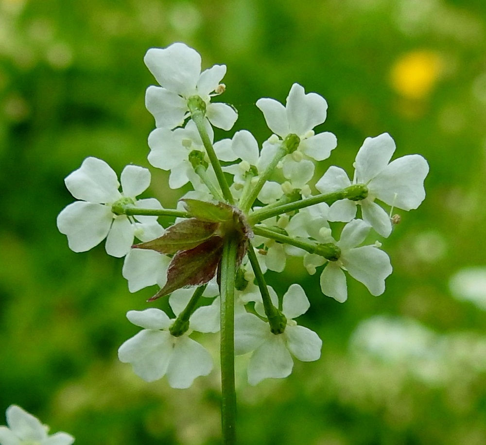Anthriscus sylvestris - koiranputken pikkusarjojen tyvellä on neljästä kuuteen puikeahkoa ja pitkäsuippuisen teräväkärkistä suojuslehteä, jotka ovat vihreät tai vaihtelevasti punertavat, ehyehköt tai epäsäännöllisesti hampaiset ja laidoiltaan karvareunaiset. Ne ovat keskenään lähes samankokoisia, useimmiten noin 2-3 mm pitkiä ja leveimmältä kohtaa noin 0,7-1,3 mm leveitä sekä pysyviä tai joskus harvoin karisevia. Kukkaperä on samassa pikkusarjassa vaihdellen noin 2-6 mm pitkä sekä sarjaperän tavoin sileähkö ja kalju. Verhiö puuttuu. EH, Hämeenlinna, Voutila, Myllyoja, Ainontien pään editse vievän kevytväylän laitaniitty Myllyojan länsipuolella, 31.5.2026. Copyright Hannu Kämäräinen.