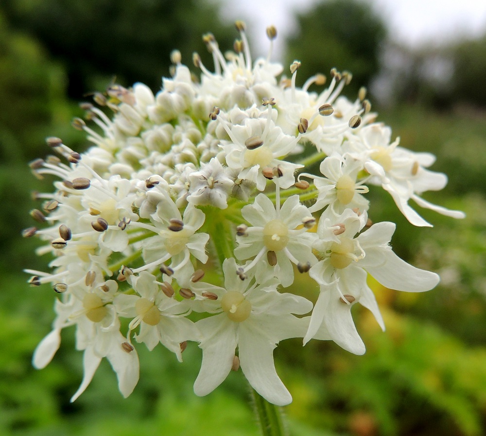 Heracleum mantegazzianum - kaukasianjättiputken teriö on pikkusarjan sisemmissä kukissa säteittäinen ja uloimmissa kukissa vastakohtainen sekä leveimpään suuntaan noin 8-12 mm leveä. Terälehtiä on viisi. Uloimpien kukkien viidestä terälehdestä kolme on muista selväsi poikkeavia, epäsymmetrisiä ja kärjestään noin puoleen väliin saakka puolipyöreä- tai V-muotoisesti halkoisia. Ne ovat noin 6-10 mm pitkiä ja kärkiosastaan noin 6-12 mm leveitä. 29.6.2013. Copyright Hannu Kämäräinen.