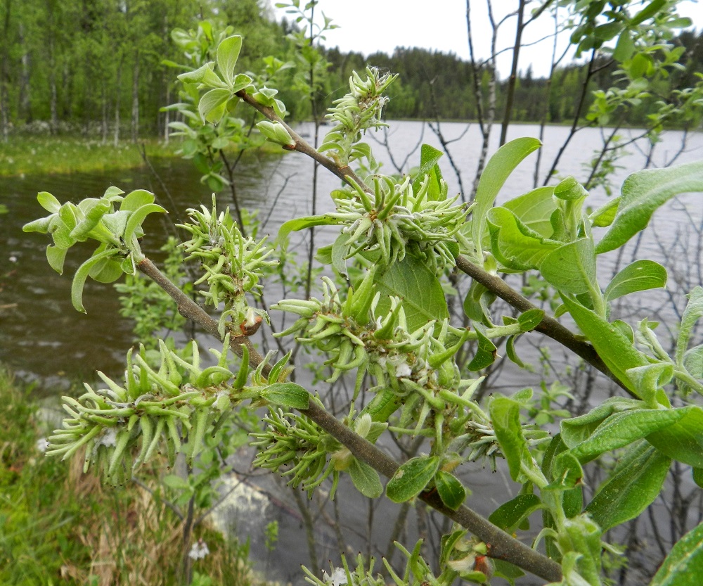 Salix cinerea - tuhkapajun eminorkot ovat hedelmävaiheessa yleensä noin 25-50 mm pitkät ja noin 18-23 mm leveät. Tässä vaiheessa uudet vuosikasvaimet ovat jo kehittymässä ja ainakin osa lehdistä on jo täysikasvuisia. EH, Hämeenlinna, Pullerinmäki, Viisari, Kahtoilammen luoteispään rantaneva, 1.6.2012. Copyright Hannu Kämäräinen.