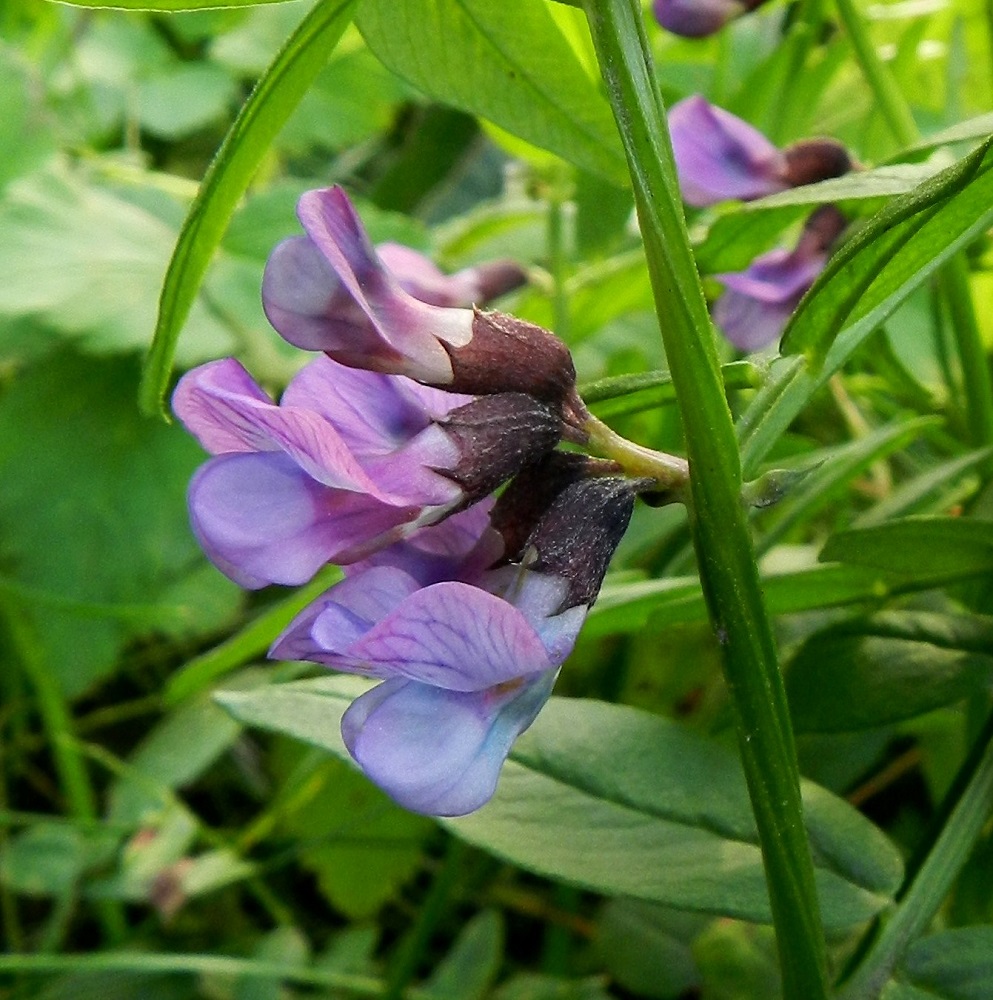 Vicia sepium subsp. montana - niittyaitovirnan verhiö on tyveltään torvimaisen yhdislehtinen, vastakohtainen ja kärjestään viisiliuskainen. Se on yleensä punaruskea tai sinipunainen, ja kaikkiaan noin 7-8 mm pitkä. Yhtenäinen tyviosa on noin 4-5 mm pitkä ja noin 3-4 mm leveä. Kärkiliuskat ovat kolmiomaiset, pitkäsuippuisen teräväkärkiset ja noin 1-3 mm pitkät. Kaksi ylintä liuskaa ovat lyhimmät ja kolme alinta pisimmät mutta kuitenkin lyhyemmät kuin verhiön yhtenäinen torviosa. EH, Hämeenlinna, Pullerinmäki, Mäkelän teollisuusalue, Takumäentien laide Tölkkimäentien risteyksen itäpuolella, 8.10.2011. Copyright Hannu Kämäräinen.