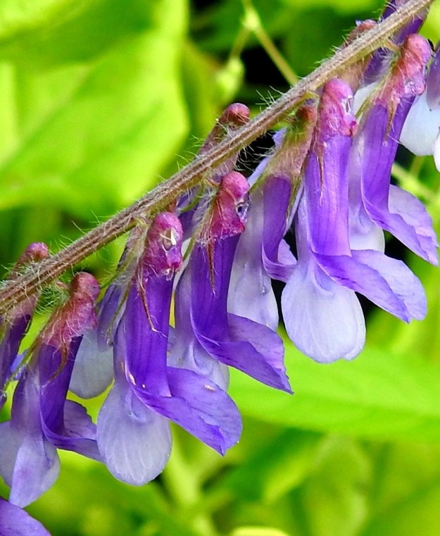 Vicia villosa - ruisvirna poikkeaa purjeen mittasuhteiltaan muista samankaltaisista lajitovereistaan. Purjeen kärkiosa eli lapa on vain noin puolet tyviosan eli verhiön sisään kapenevan kynnen pituudesta. Verhiö on tyveltään lähinnä torvimaisen yhdislehtinen, tyvestään kupumainen ja kärjestään viisiliuskainen. Se on yleensä sinipunainen ja kaikkiaan noin 6-8 mm pitkä. Yhtenäinen tyviosa on noin 2,5-3 mm pitkä. Kaksi ylintä liuskaa ovat hammasmaiset, toisinaan lähes huomaamattoman vähäiset ja enintään noin 1 mm pitkät. Kolme alinta liuskaa ovat selvästi pitemmät, kapean kolmiomaiset ja pitkäsuippuisen teräväkärkiset. Peltoruisvirnalla alin niistä on pisin ja noin 3-5 mm pitkä eli suunnilleen samanmittainen kuin yhdiskasvuinen tyviosa tai sitä pitempi. Myllyruisvirnalla alinkin liuska on yhdiskasvuista tyviosaa lyhyempi. Peltoruisvirnalla kukintoperä, tertturanka, 1-2 mm pitkä kukkaperä ja verhiö ovat enemmän tai vähemmän siirottavasti vaalea-, pehmeä- ja pitkäkarvaiset. Myllyruisvirnalla ne ovat kaljuhkot tai lyhyen myötäkarvaiset. 19.8.2018. Copyright Hannu Kämäräinen.