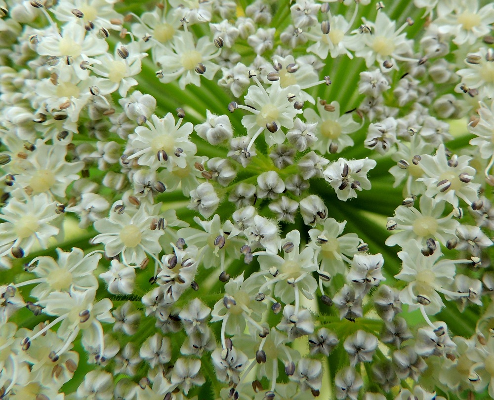 Heracleum mantegazzianum - kaukasianjättiputken pikkusarjan sisemmät teriöt ovat ilman heteitä noin 3-4,5 mm leveitä. Terälehdet ovat symmetriset, lähinnä vastapuikeat tai pitkänpyöreät sekä useimmiten noin 1,5-2 mm pitkät ja noin 1-1,5 mm leveät. Kärki on tylppä ja lovipäinen johtuen pituuteen vaikuttamattomasta kärkinipukasta, joka on kääntynyt tiiviisti tyveen päin. Heteitä on viisi, ja niiden palhot ovat noin 3-5 mm pitkät sekä ponnet pitkänpyöreähköt. Emiö on tyveltään pullea, kaksivartaloinen ja -luottinen. 29.6.2013. Copyright Hannu Kämäräinen.