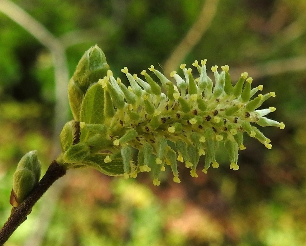 Salix aurita - virpapajun emikukissa on noin 1,5-2 mm pitkä perä, jonka päässä on noin 2-3 mm pitkä, kapea, kärkeä kohti suippeneva ja tiheäkarvainen sikiäin. Sen kärki on vartaloton tai vartalo on enintään vain noin 0,3 mm pitkä. Luotteja on kaksi, ja ne ovat yleensä vaaleankeltaisia, noin 0,2-0,4 mm pitkiä ja ehyitä tai kärjestään halkoisia. Norkkosuomut ovat lähinnä kielimäiset, suippo- tai tylppäkärkiset ja kärkiosastaan tummanruskeat tai lähes mustat sekä tiheästi vaalean hapsikarvaiset. Ne ovat noin 1,5-3 mm pitkät ja noin 0,4-0,8 mm leveät. 16.5.2026. Copyright Hannu Kämäräinen.