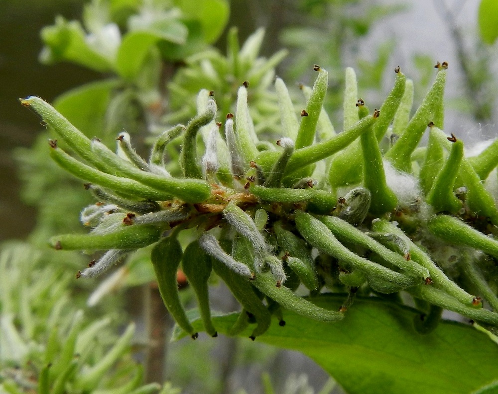 Salix cinerea - tuhkapajun hedelmöityneestä sikiäimestä kehittyy tyveltään pullea ja kärkeä kohti pitkäkaulaisesti kapeneva kota, joka on yksilokeroinen ja monisiemeninen. Se on vihreä tai harmahtava, tiheäkarvainen, noin 5-11 mm pitkä ja tyviosastaan noin 1,5-3 mm leveä. Kotaperä on noin 2,5-4 mm pitkä. EH, Hämeenlinna, Pullerinmäki, Viisari, Kahtoilammen luoteispään rantaneva, 1.6.2012. Copyright Hannu Kämäräinen.