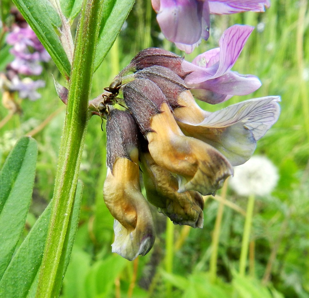 Vicia sepium subsp. montana - niittyaitovirnan verhiö on lyhyehkön ja valkoisen myötäkarvainen, kun se etelänaitovirnalla on usein siirottavan pitkähkö- ja valkokarvainen. Myös kukkaperät ovat lyhytkarvaiset ja noin 2-3 mm pitkät. Teriö sinertyy pian pölytyksen jälkeen ja lopulta kellertyy ja ruskistuu. Varret ovat särmikkäät, vihreäsävyiset ja hyvin lyhytkarvaiset tai lähes kaljut. EH, Hämeenlinna, Vuorentaka, Rääpiälä, Marssitien laita peltoalueen reunassa, Nukarintien risteyksen kaakkoispuolella, 11.6.2012. Copyright Hannu Kämäräinen.