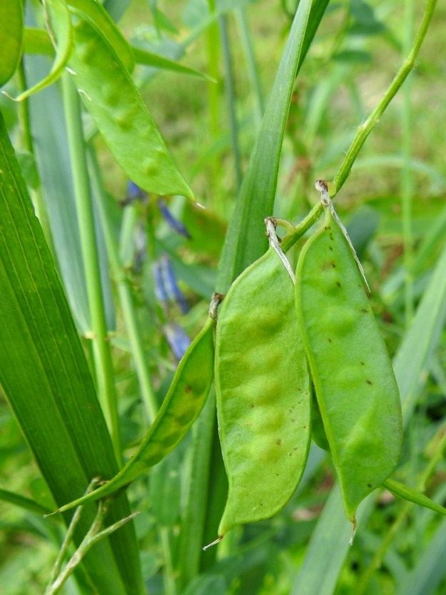 Vicia villosa - ruisvirnan sikiäimestä kehittyy palkohedelmä, joka on lähes suorasivuinen mutta tyvestään kapeneva ja alapuolen kärjestään pyöristyvä. Se on ensin vihreä, kypsänä ruskea ja kalju sekä täysikasvuisena tavallisesti noin 20-40 mm pitkä, pulleahko ja leveämmältä sivultaan noin 6-12 mm leveä. Sen kärjessä säilyy pitkään otana emin kuivunut vartalo. Palossa on useimmiten kahdesta kahdeksaan pallomaista siementä, jotka ovat läpimitaltaan noin 3-4 mm. 19.8.2018. Copyright Hannu Kämäräinen.