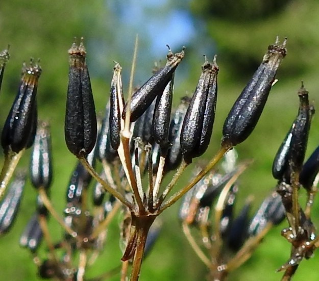 Anthriscus sylvestris - koiranputken lohkohedelmä on kypsänä mustanvihreä, -ruskea tai ihan musta. Sen kärjessä säilyvät lähes loppuun asti noin 0,5-0,8 mm pitkiksi kehittyneet emin vartalot luotteineen. Yksittäinen hedelmälohko on kuperaselkäinen, selästään sileän harjuton, kiiltävä ja kalju sekä noin 1-1,5 mm leveä. Lohkojen irrotessa niiden keskeltä paljastuu otamainen keskusranka. EH, Hämeenlinna, Loimalahti, Hirsimäki, Vanamontien laitaruohikko siltä lähtevän metsäpolun kulmauksessa, 29.7.2026. Copyright Hannu Kämäräinen.